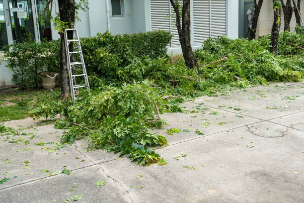 Best Storm Damage Tree Cleanup  in South Congaree, SC