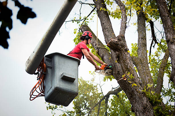 Best Tree and Shrub Care  in South Congaree, SC